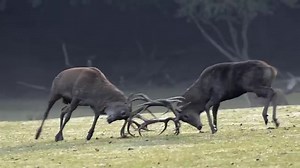 L'année, les saisons et les mois