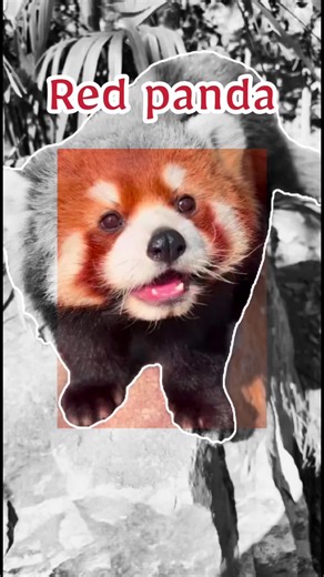 Cute & Funny Red Panda Moments