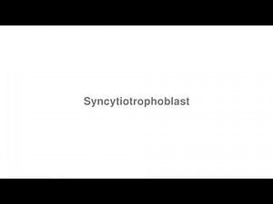 How to Pronounce "Syncytiotrophoblast"
