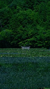 77K views · 7K reactions | Location 弁天池の沈み鳥居/Sunken torii gate at Benten Pond フォロー/保存/コメントをいただけますと励みになります。 I would be encouraged if you follow/save/comment.  @takamii0419 #japan #shiga #japantravel #beautifuljapan #shrine #japanphoto #japananime #滋賀 #滋賀観光 #日本の風景 | takamii | Facebook
