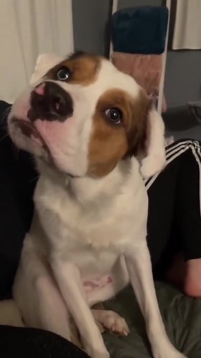 Funny Dogs Making Hilarious Noises Compilation