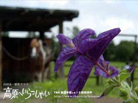 TBSドラマ　高原へいらっしゃい