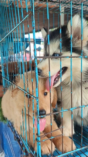 8481012479☎️ | Serampore Pet Market 🔥💖 | Husky & Retriever Sale In Low Price