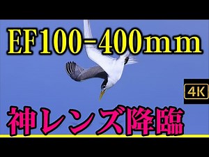 神レンズ降臨！R5で性能開花～EF100-400mm F4.5-5.6L IS II USM