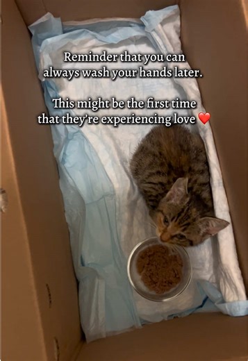 Scrumpy had everything - fleas, worms, ear mites, upper respiratory issues, a damaged ear, gunk in her eyes - and she still received love from the moment I met her. Wash your hands later, they need you now. 🐈💕 #rescuekitten #rescuecats #cattok #straykitten