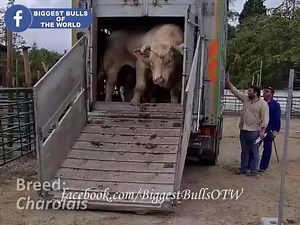 2.7M views · 35K reactions | Autor Original del Video: Biggest Bulls of the World #AmoLaGanadería #Bovinos #IntagriPecuario | Intagri - Capacitación Pecuaria | Facebook
