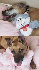 1.5M views · 14 reactions | She walked into an animal shelter and said she wanted the oldest and sickest dogs they had.  | The Daily Journal | Facebook