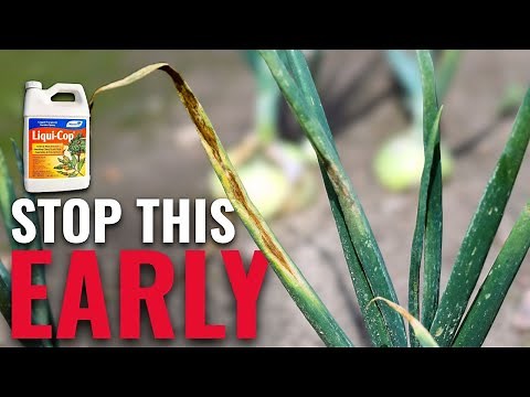 Onion Diseases Explained: How to Spot Problems Early and Fix Them