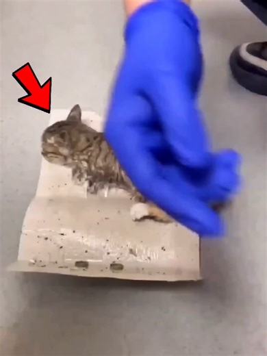 Heroic Rescue of Trapped Kitten