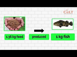 VIDEO #3 FEED CONVERSION RATIO FCR