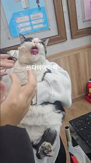 감기걸린 레오 약 먹이기 #고양이 #학원고양이 #cat #고양이일상 #고양이영상