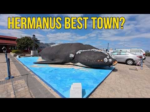4K Escape: The Seaside Town Where Whales Swim Right Up To You