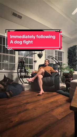 How to Handle a Dog Fight: Essential Steps