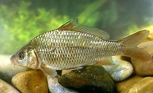 Cyprinus - Alchetron, The Free Social Encyclopedia