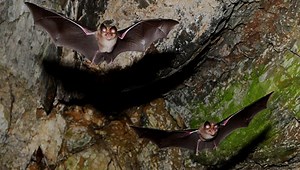 Little brown bat maternity colony discovered in Nova Scotia | Globalnews.ca