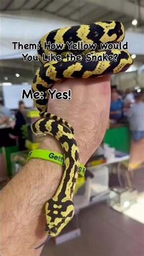 Bright Yellow Jungle Carpet Python