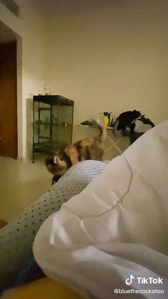 Blue the Cockatoo على TikTok