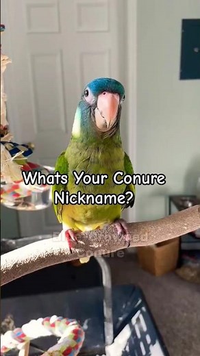 Different Types of Conure 🥰