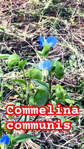 Commelina communis