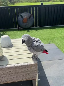 Out getting some sun | Kelo the African Grey