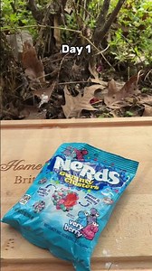 Day 4 homeless Cooking deep fried #asmr candy