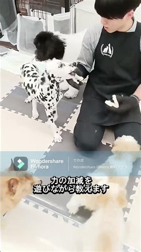 ５か月のスタンダードプードルちゃんとあまがみくんで遊んでみました＃あまがみくん＃甘噛み＃スタンダードプードル #子犬 #愛犬
