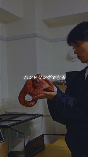 8年飼育してる、ペットのコーンスネーク可愛すぎる。#コーンスネーク #爬虫類 #爬虫類のいる生活 #reptiles