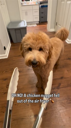 Wally the Goldendoodle on Instagram: "OH NO! A chicken nugget fell out of the air fryer🍗"