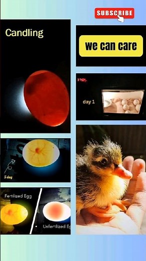 Incubating & candling duck eggs! Witness the magic of life... #chick #duckggs #hatching #duckling