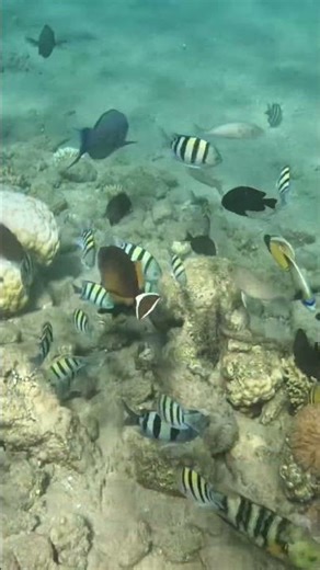 Colorful Reef Fish A Perfect Reef Moment 🐟🌊✨