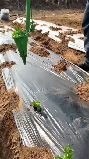 Planting Through Plastic Made Easy! 🌿✨