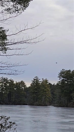 The Mid-Winter Eagle Survey was interesting this year. Ranger Cassidy has collected data from some --but not all -- of our volunteer teams and it seems like we spotted 25 bald eagles. Ranger Bill's team was successful with 7 sightings. Another volunteer team in the Windham area spotted 13! And more teams than ever saw zero. Weather is always a factor. This may have been the mildest weather we've experienced for a Mid-Winter Eagle Survey and yet it had been so cold for so long the ice was thick e