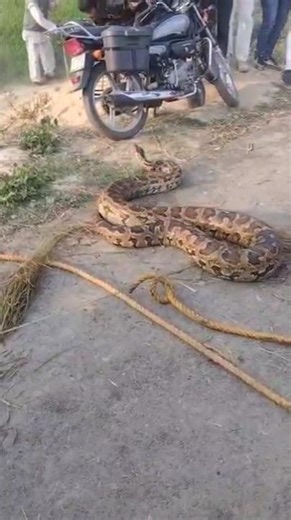 Khet ke paas dikha sabse bada saanp! Dekh kar darr jayenge 🐍 #Python #Snake #SnakeVideo #shorts