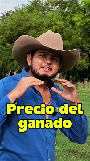 Precio del ganado 🐂💰 #ganado #ganaderia #bovinos #zootecnia #elpecuario