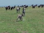 Shocking moment lion kills baby zebra within moments of being born