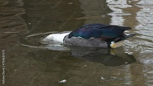 A comb duck floating in a pond on a sunny day in early spring