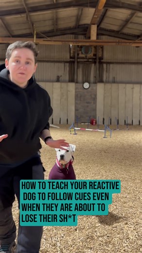 Transforming Reactive Dogs: Training with Rules