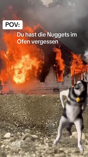 Dancing Dogs: Hilarious Compilation of Funny Memes