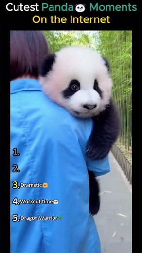 Cutest pandas ever on the internet!! #cute #panda #shorts