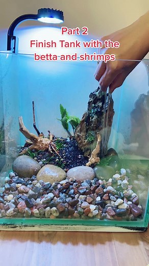 Part 2 #bettatank #bettatanksetup #aquascape #aquascaping #aquariums