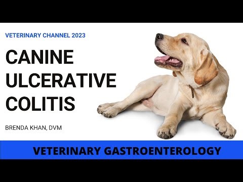 HOW TO TREAT CANINE ULCERATIVE COLITIS
