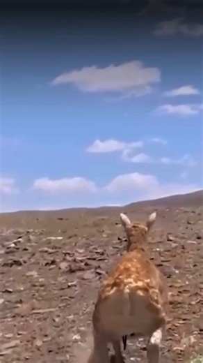 98 reactions · 4 comments | On the remote Qinghai‑Tibet Plateau, a robotic antelope traveled over a mile among wild herds - without disturbing them - to capture critical behavioral data. This breakthrough means scientists can monitor sensitive species ethically and effectively, giving conservation efforts a smarter, gentler edge. 烙 Read More: bit.ly/46E3mRU #WildlifeConservation #ConservationInnovation #ProtectWildlife #WildlifeResearch | Conservation Frontlines | Facebook