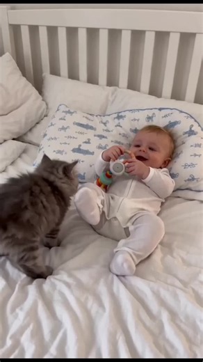 My Kitten Wouldn't Let Me Sleep - Cute Cat Behavior Tips