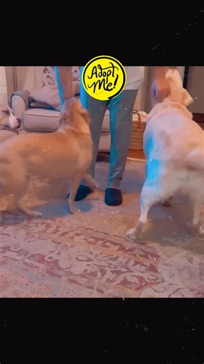 Hiya! It’s me Mariah! I’m here hanging with my foster family while I wait for my furever home. I may be little but I like ti prance like a show horse. Look at me go. Can I come prance into your life? #mariahtherescuepup #fureverhome #fureverlove #fureverfamily #adoptdontshop #adoptme #adoptrva #adoption #adoptadog #adoptalab #labrescuegreaterrichmond #rva #rvapets #sidekicksrva #rvadoggies #rvaadventures @labrescuerichmond @locketaylorandassociates @rvamag @rvadogwalk @rvadoggies @rva_local @ric