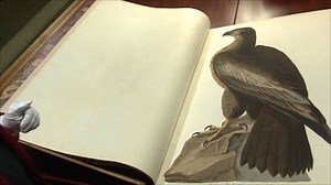 Inside Audubon's Birds, the world's 'most expensive' book