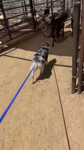 [Transition to Driving] | Stockdog Training | PSR Stockdogs #stockdogtraining #psrstockdogs