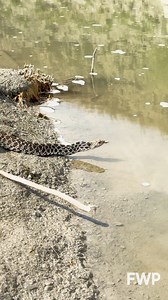 Today, I present to you… the best snake video I will ever get. This robust gophersnake gave me a proper fright when I came across it sunning itself along a small tributary to the Yellowstone River. After I confirmed it to be rattleless, I grabbed my phone and approached slowly and with a great deal of snake respect. I expected it would just slither off and MAYBE I’d be looking at my 5th or 6th best snake video ever, at best. Instead, this friendly snake had a short slither to the water and got i