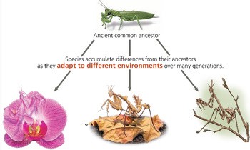 AP BIOLOGY UNIT 7 Natural Selection