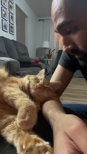 A kiss for an arm 😻 Kermit is just the sweetest! #mrkermitmeow #catdad #guyswithcats | Javie and Mr. Kermit