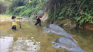 discovered a river with many puddles. The girl meets many giant fish. Fishing skills | Court Shows